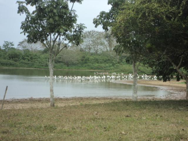 Posada Rural Oasis Caño Negro Dış mekan fotoğraf